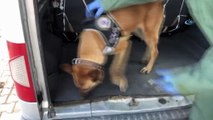 Uyuşturucu sevkiyatı narkotik köpeği ‘Şila’ya takıldı