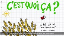 Les pâtes au blé complet cultivé sans insecticides : Carrefour, meilleur chaque jour (pub TV 2017)