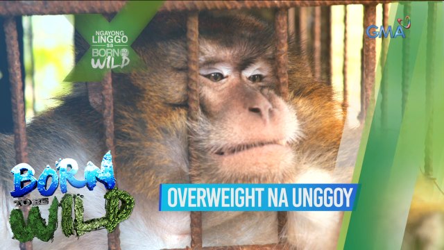 Born to be Wild: Overweight na unggoy, ire-rescue!