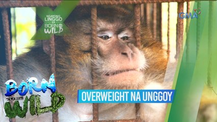 Born to be Wild: Overweight na unggoy, ire-rescue!