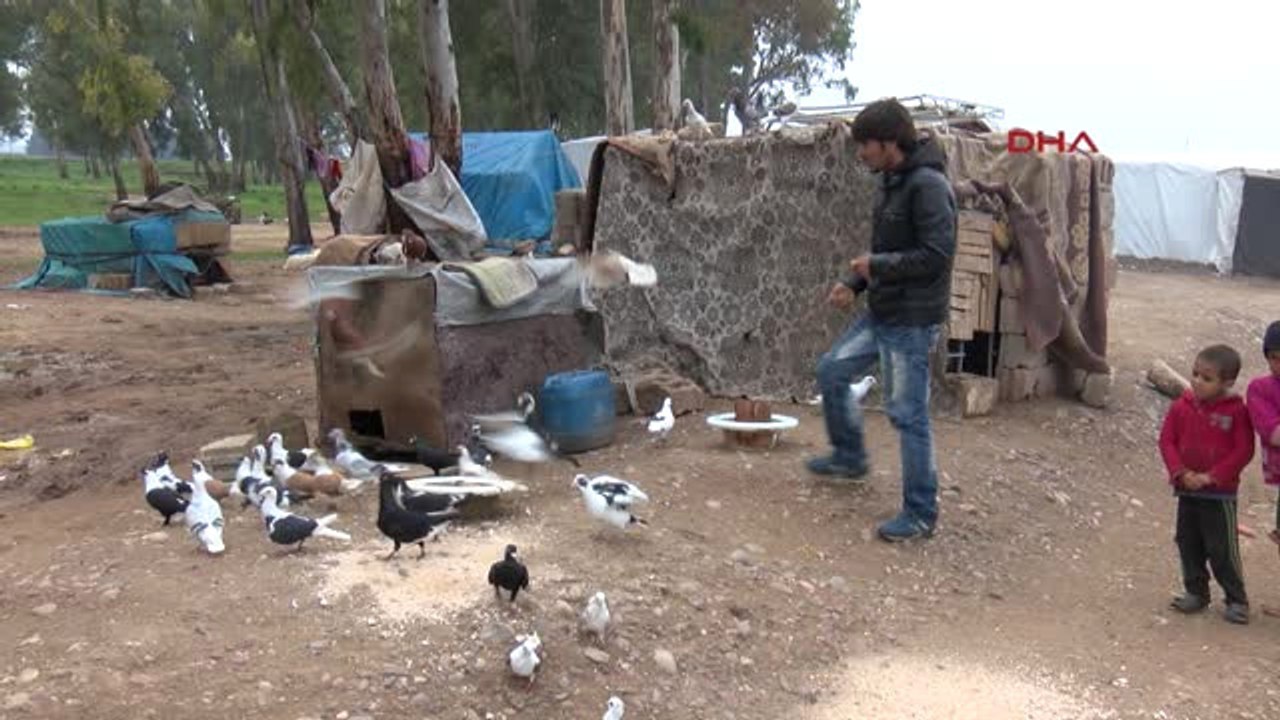 Kilis Suriye'de Hobileri Olan Güvercinler, Türkiye'de Ekmek Kapıları Oldu