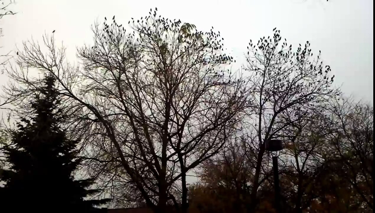 Birds_fly_away_from_tree