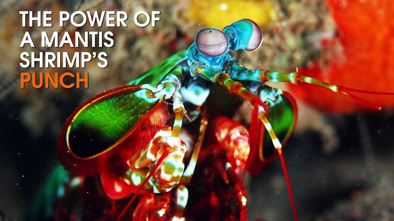 These Animals Have Superpowers