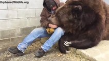 Cet homme fait des câlins à ce vieux ours Kodiak