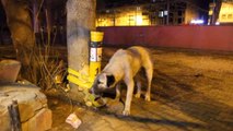 Bayburt Üniversiteli, Öğrenim Bursu ile Sokak Hayvanlarını Doyuruyor