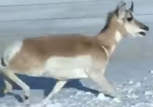 Driver Encounters Fast-Running Pronghorn Herd on South Dakota Road
