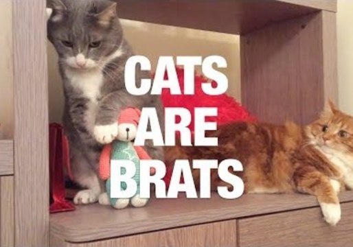 So Many Reasons Why Cats Are Brats
