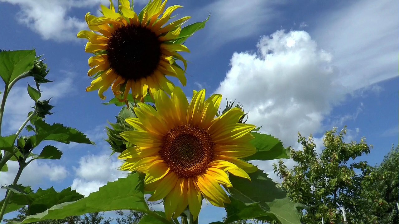 Sunflower - Helmi Agha