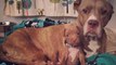 Pit Bull Dog Mom Brings Puppies To Foster Mom PUPPY ADOPTION UPDATE - The Dodo - YouTube