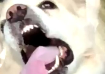 Here's a Dog Licking a Window to Brighten Up Your Day