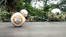 Toys''R''Us présente le Droid BB-8 Sphero télécommandé Star Wars Episode VII