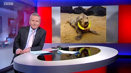 BBC1_Look North (East Yorkshire & Lincolnshire) 22Feb18 - Seal with frisbee embedded in her neck returned to wild