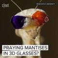 Why this praying mantis wears 3D glasses