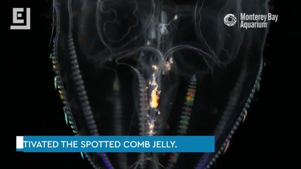 Gorgeous Lab-Grown Jellies