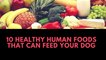 Healthy Human Foods That Can Feed Your Dog