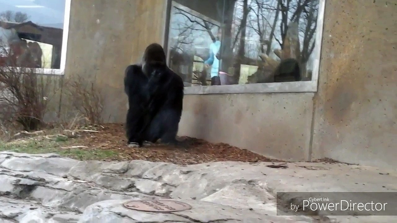 When Gorillas Use Teamwork!! Doubled Down On Us!!