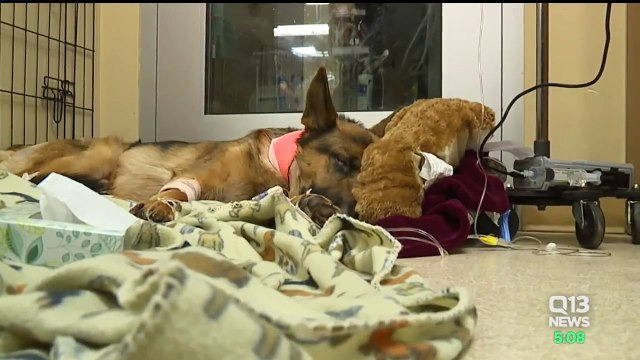 Dog Shot Multiple Times While Protecting Teen from Armed Burglars