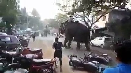 elephant attacked car and people in India