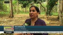 Nicaragua capacita a productores sobre el manejo de plantas maderables
