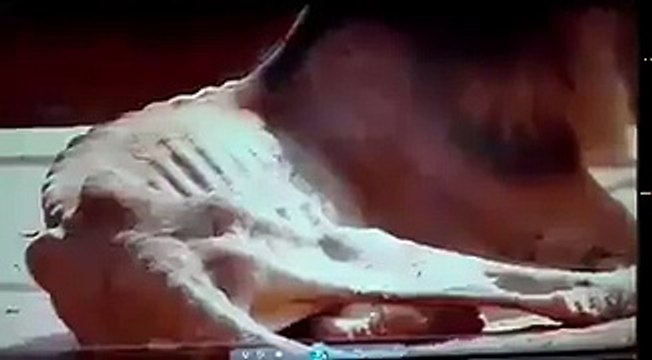 Pobre Leon Muere de hambre en Venezuela por la crisis del pais en los zoologicos