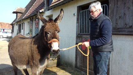 Dona, la Miss France des ânesse, va parader au salon de l'agriculture