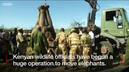 Kenyan officials begin an operation to transport elephants