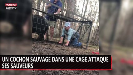Un cochon sauvage dans une cage attaque ses sauveurs (vidéo)