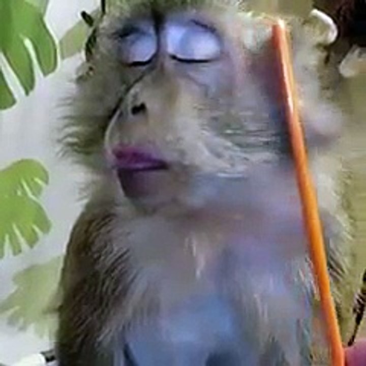 monkey creation
