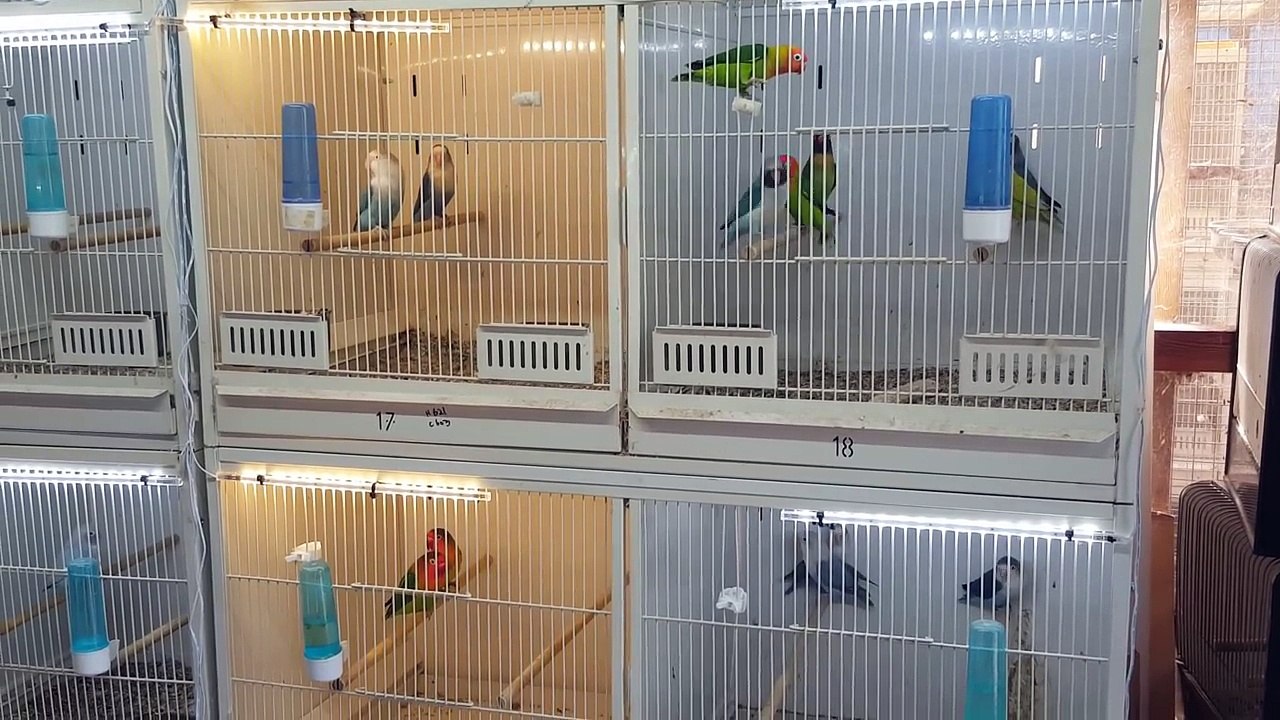 Breeding lovebirds