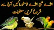 Budgies parrots say eggs lenay k liye 7 foods must info urdu_Hindi