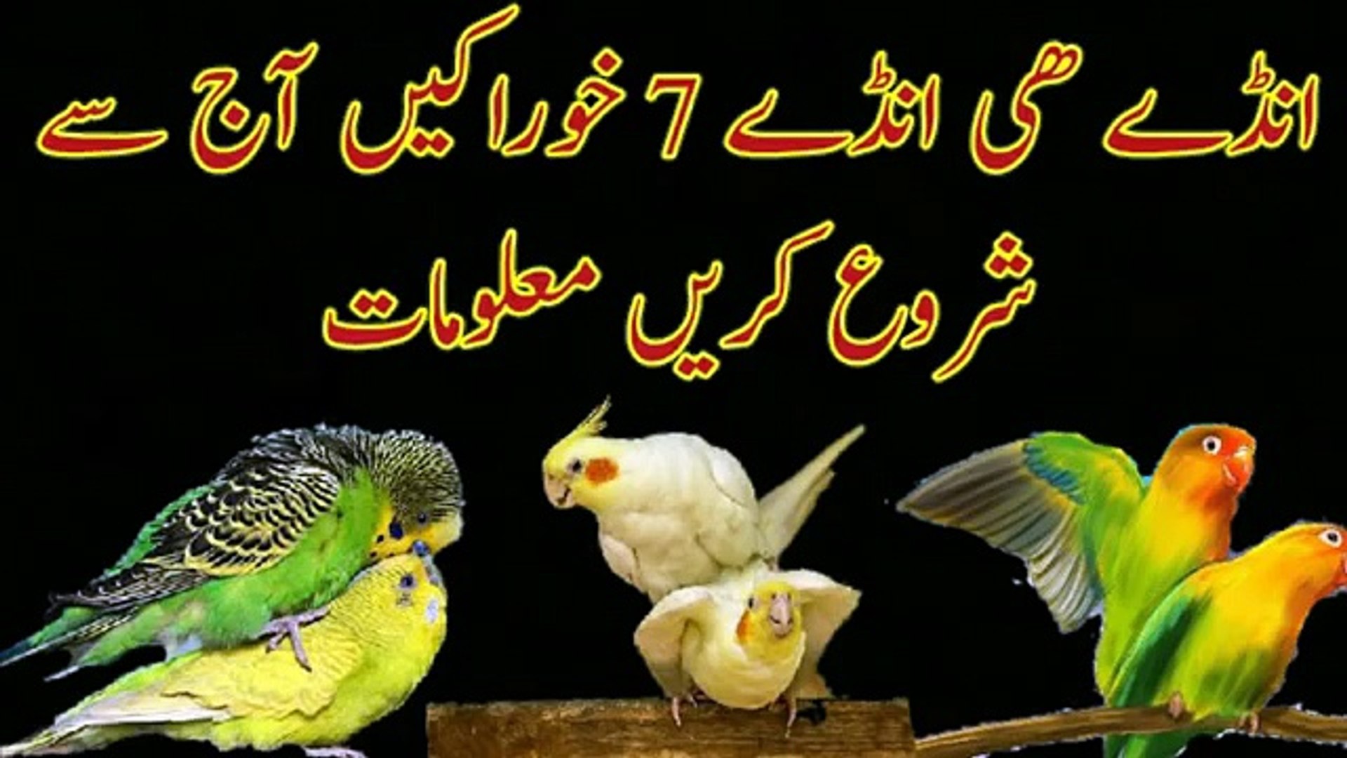 Australian Parrots Breeding Tips In Urdu