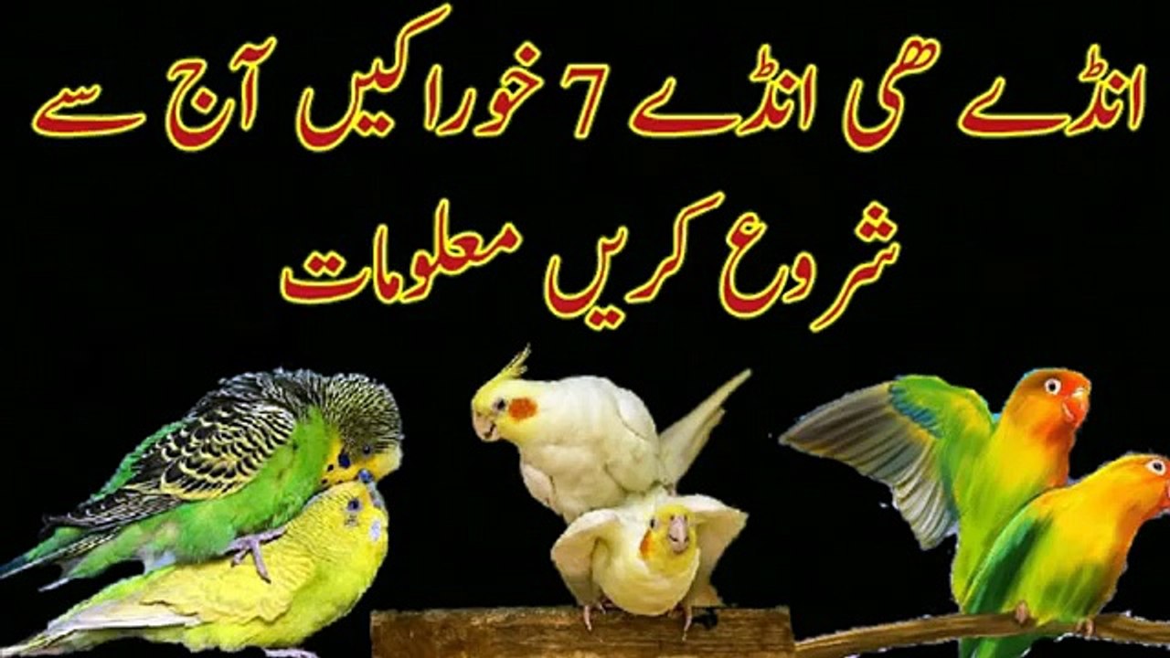 Budgies parrots say eggs k liye 7 must info urdu_Hindi - video Dailymotion