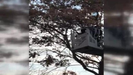 Ağaçtaki İpe Takılan Güvencin Böyle Kurtarıldı