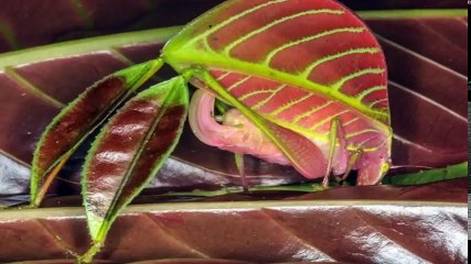 10 Crazy Newly Discovered Living Animal Species