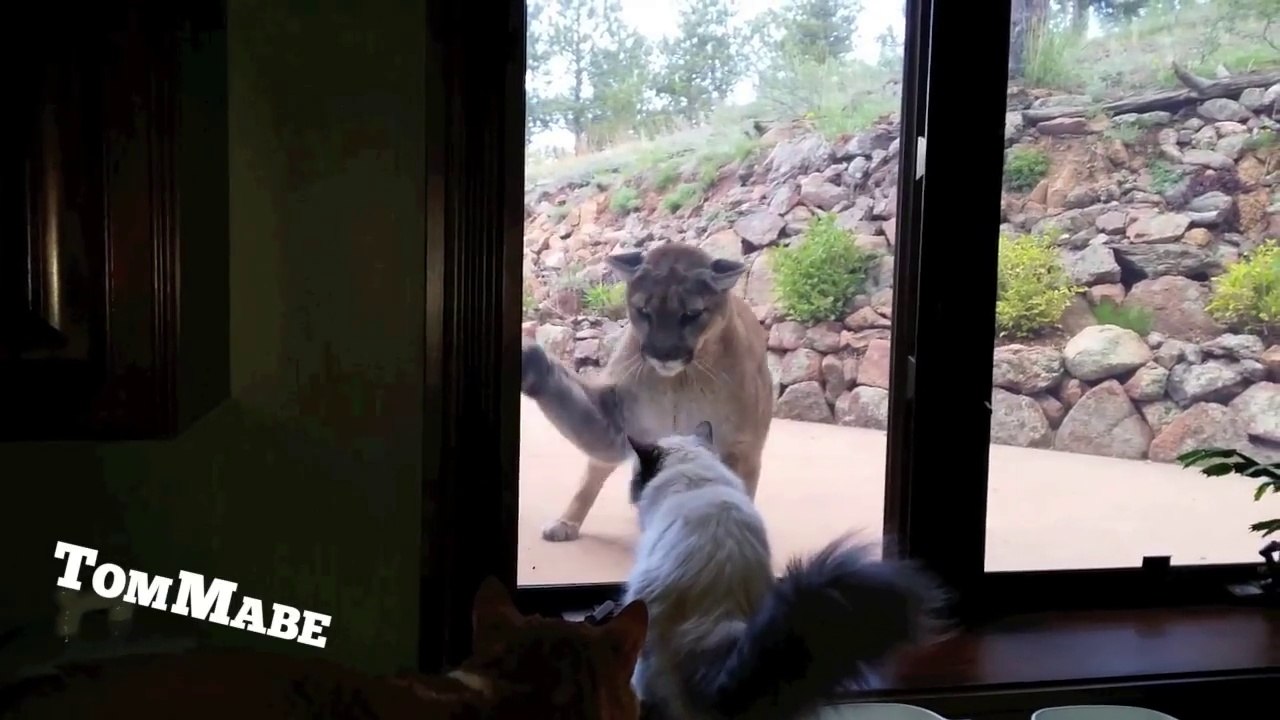 Le chat le plus courageux du monde... Même pas peur du gros cougar