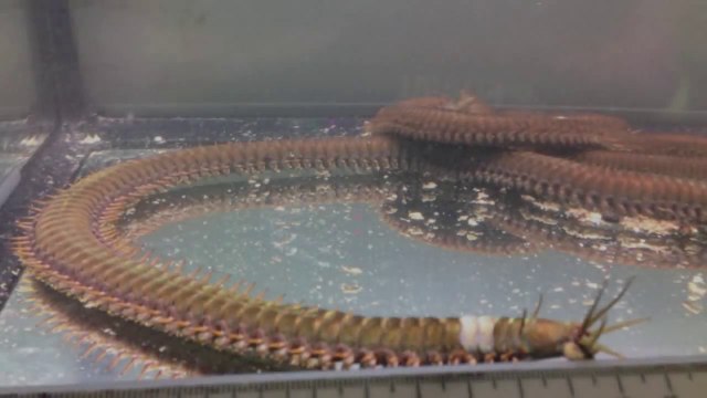 Cet animal monstrueux va vous donner des cauchemars : ver bobbit géant (Eunice aphroditois)