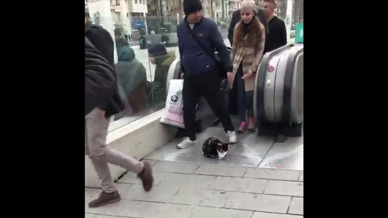 Un chat posey