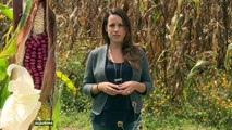 NAFTA: US-grown corn threatens Mexican crop heritage