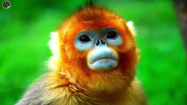 اغرب 8 حيوانات لن تصدق انها موجوده بالفعل