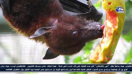 حقائق عن الحيوانات ظننا لسنوات أنها حقيقية وهى خاطئة !!