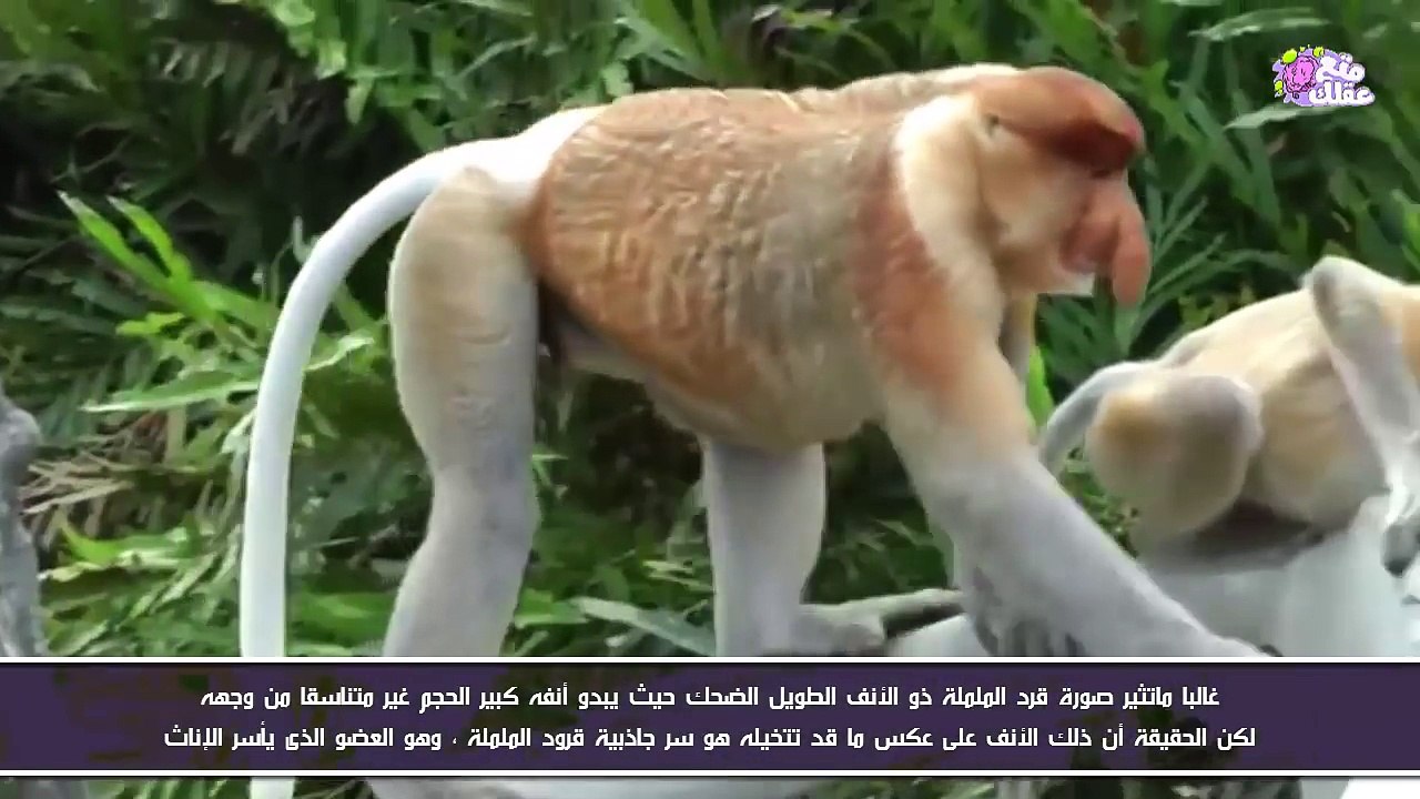أسرار محرجة تخفيها الحيوانات عن البشر !