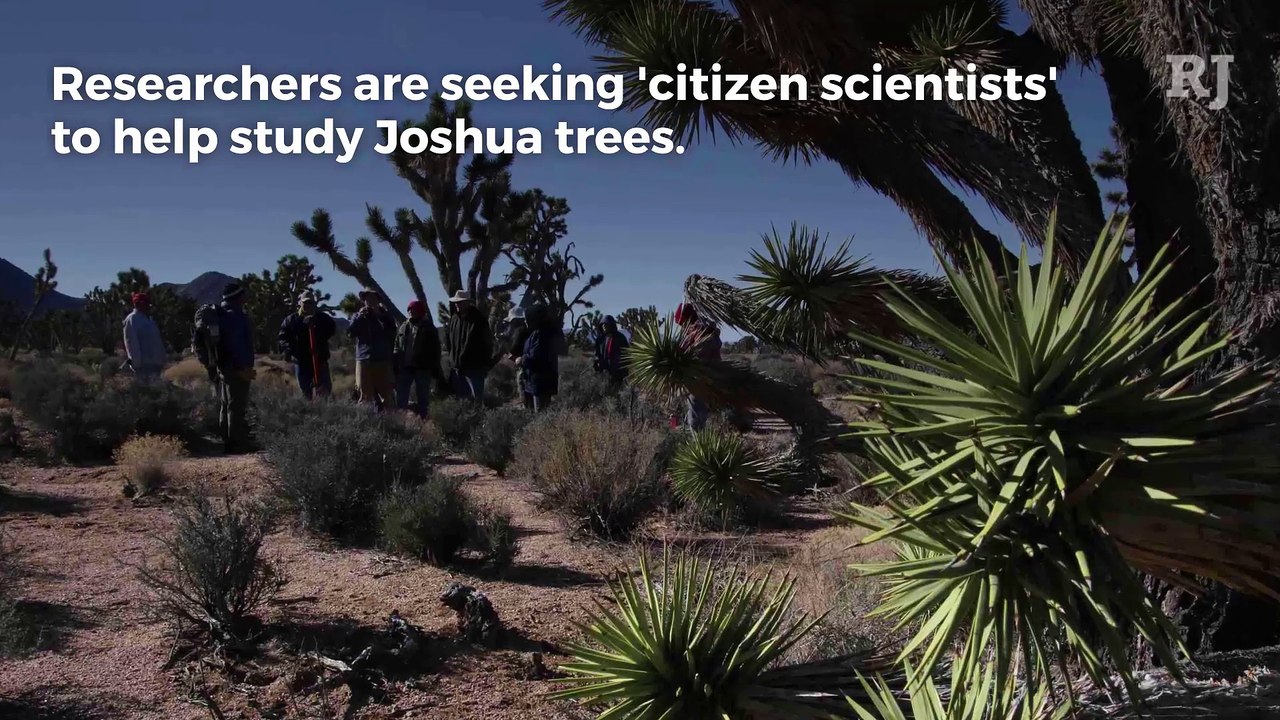 Studying Joshua trees through 'citizen science' video Dailymotion
