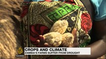 Zambia: Farmers encouraged to plant drought-resistant crops