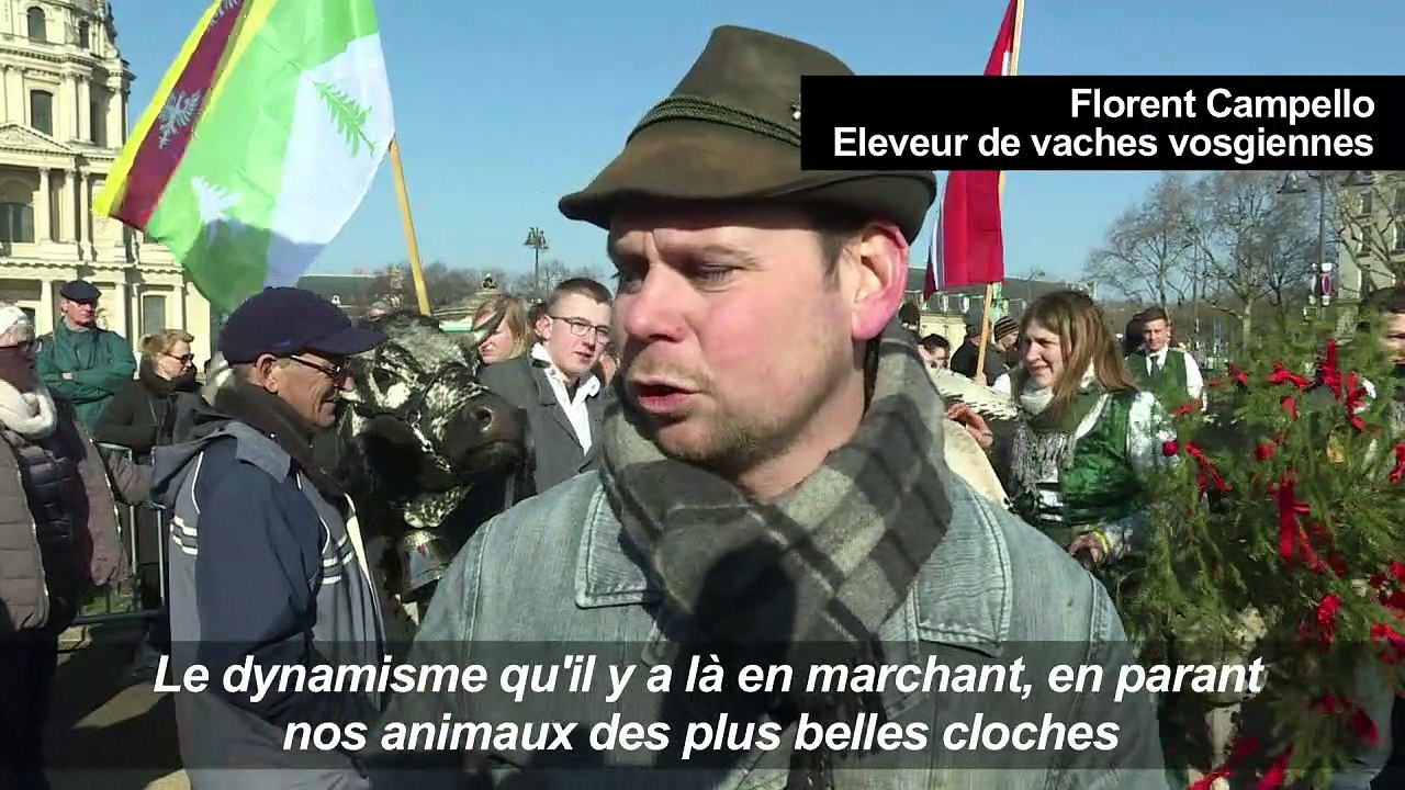 Salon de l'agriculture : vaches et brebis dans les rues de Paris