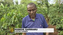 Climate change threatens Ethiopia coffee production
