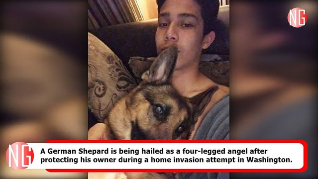 German Shepherd Rex Saved Owner From Burglars' Bullet