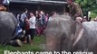Elephants helped rescue 600 people from floods in Nepal