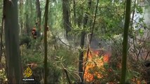 Portugal areas scorched by forest fires 'look like warzone'