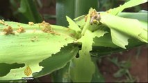East African pest crisis: Fall armyworm invades Kenya crops