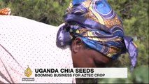Chia seeds now a booming business in Uganda